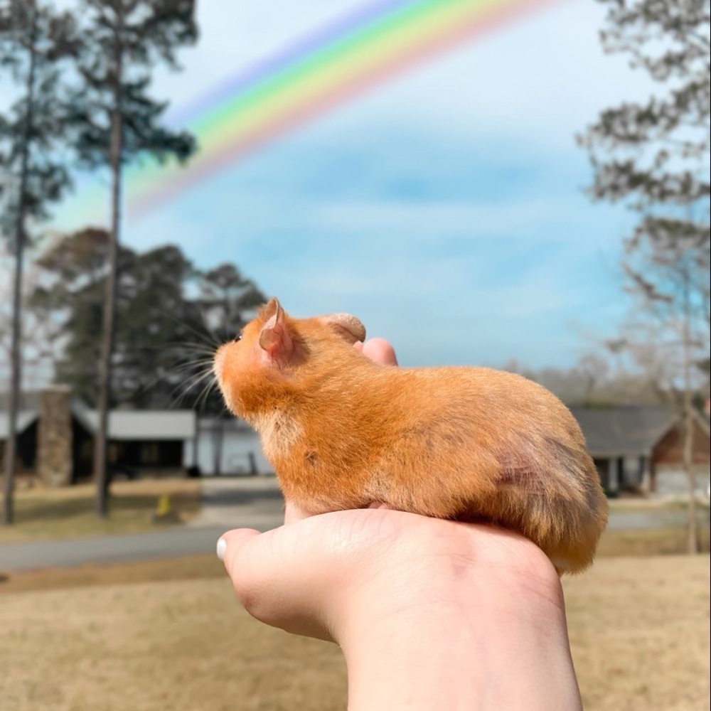 Meet your Posher, Hannah